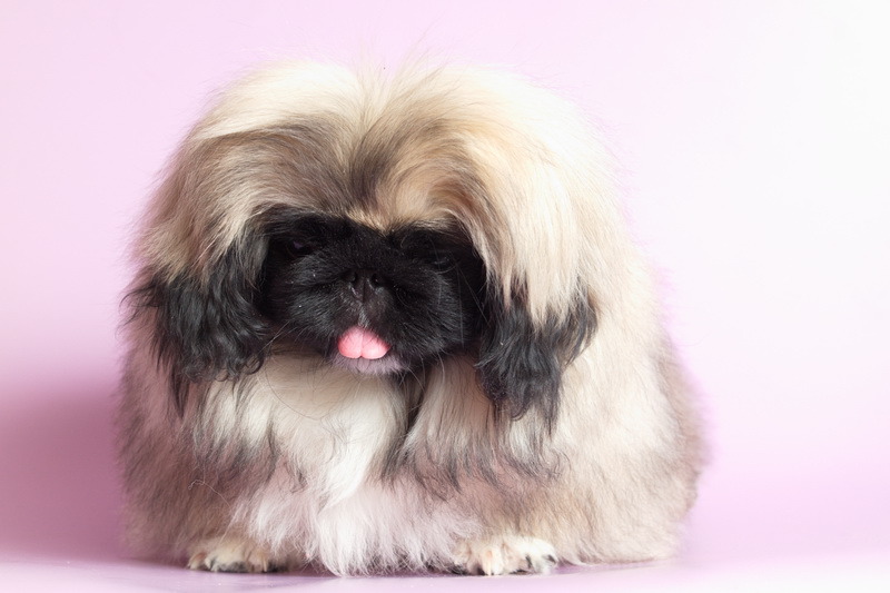 Собака пекинес: всё об особенностях породы, характера, воспитания