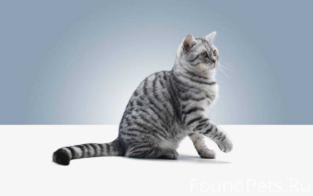 Кот вискас порода. Вискас серый кот. Кот из рекламы вискас порода. Британец вискас. Красный кот вискас
