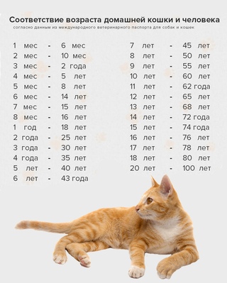 Возраст кошки по человеческим меркам: таблица соответствия