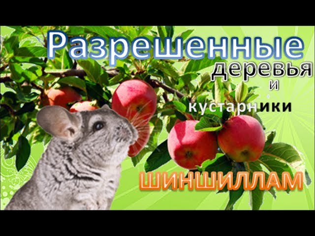 Какие деревья можно давать шиншиллам – веточки для шиншилл