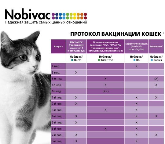Когда глистогонить котят в первый раз