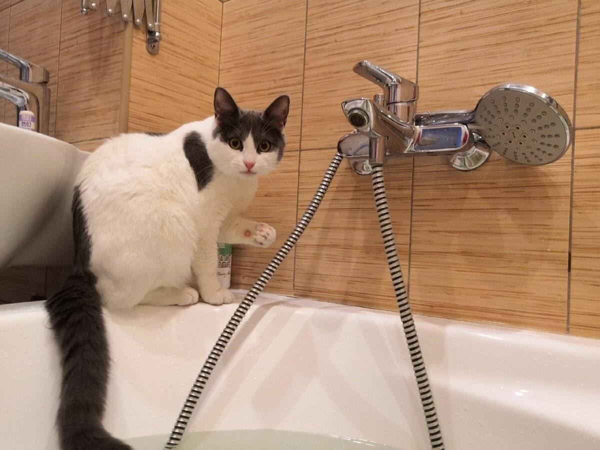 Почему кошки и коты боятся воды
почему кошки и коты боятся воды