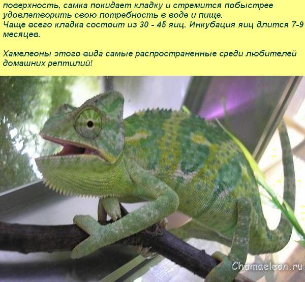 Виды хамелеонов