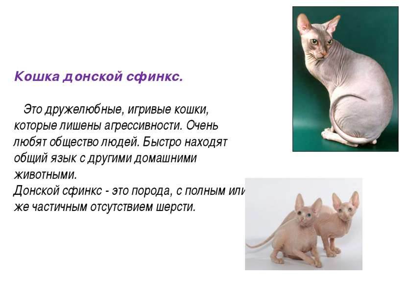 Кошка эльф — отличие от котов породы сфинкс
