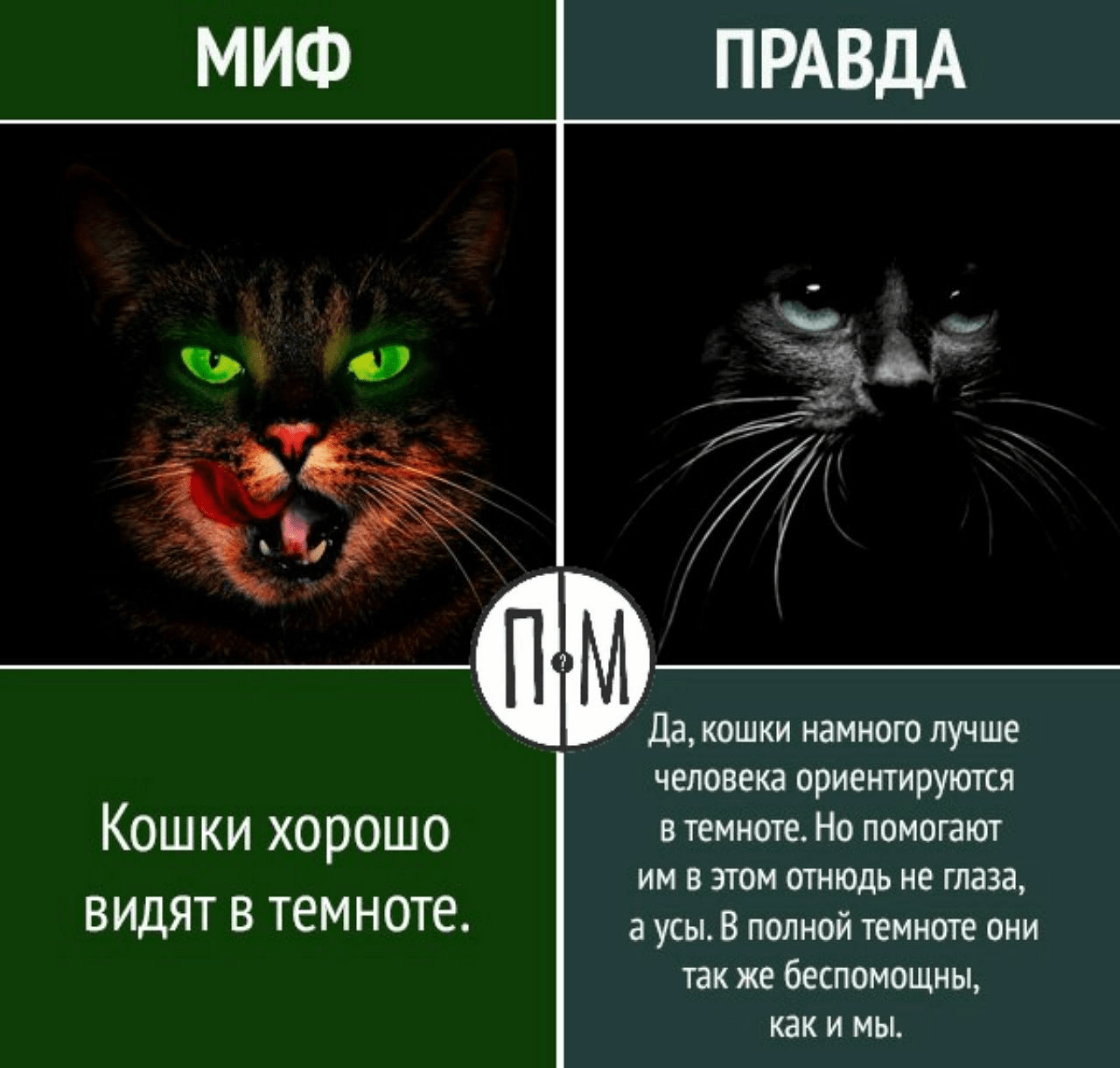 Как видят кошки наш мир и различают ли цвета: особенности зрения кошек (подробный обзор всех особенностей и отличий)