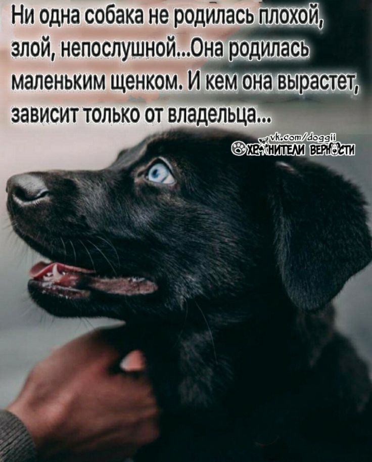 Цитаты про собак и человека. собака – друг человека: цитаты о настоящей верности