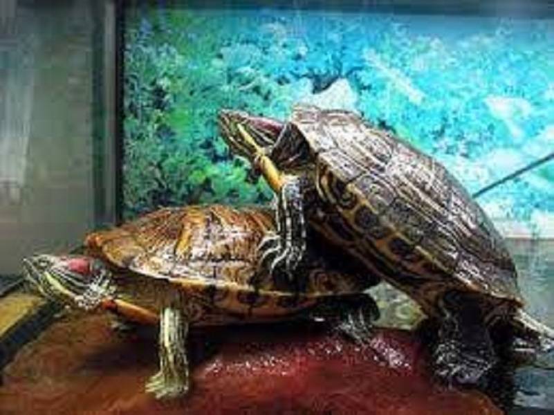 Как размножаются и спариваются черепахи в домашних условиях