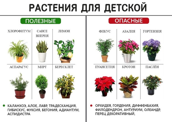 Комнатные цветы, опасные для домашних животных