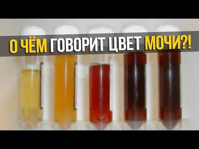У кота темная моча: что делать владельцу, почему она стала коричневой, темной, причины и лечение у кастрированного кота