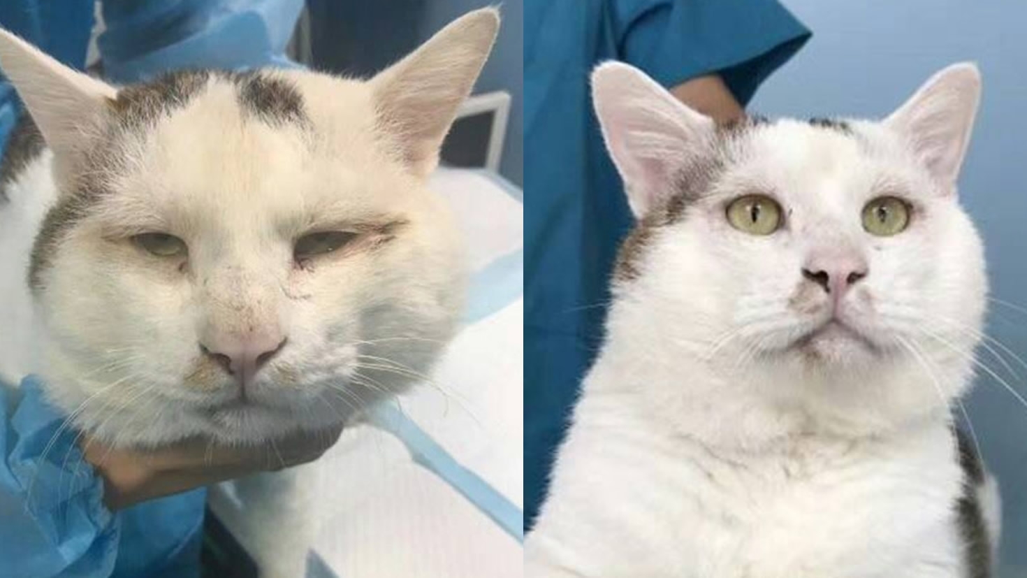 Удаление глаза у кошки - виды операций