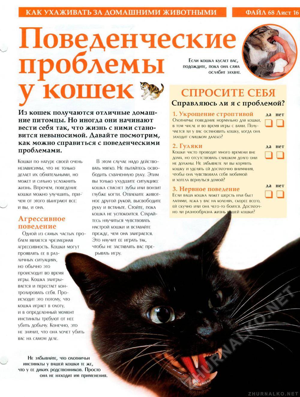 Почему домашние коты и кошки вдруг становятся агрессивными, нападают на хозяев и кусают их?