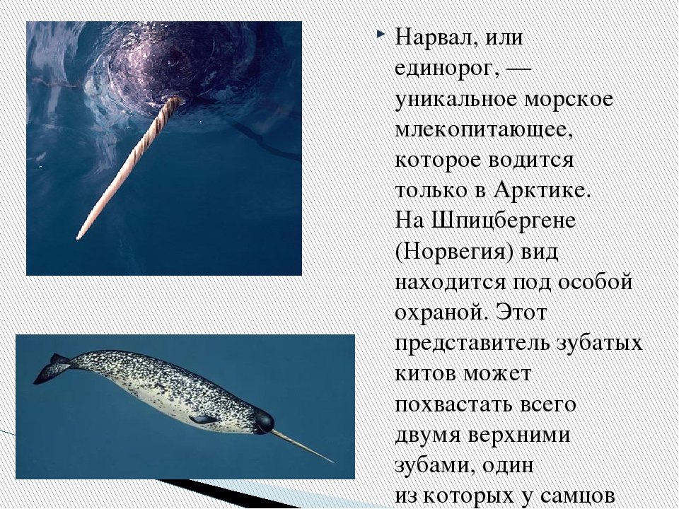 Нарвал