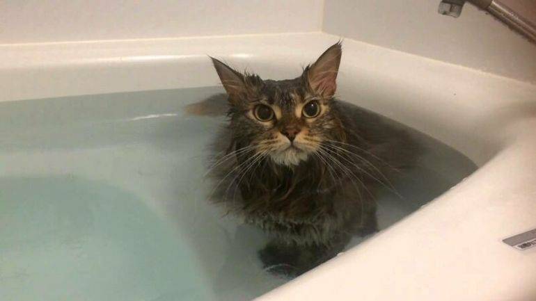 Почему кошки боятся воды – pet-mir.ru