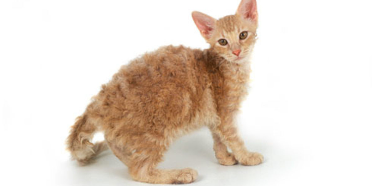 Кошка лаперм: описание и особенности породы