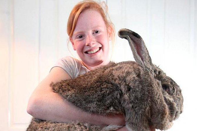 Сколько весит самый большой кролик: обзор самых крупных пород этих животных