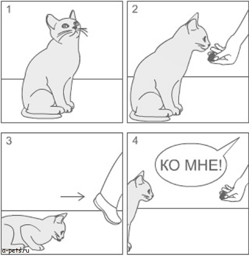 Как самостоятельно дрессировать кошку в домашних условиях, инструкция