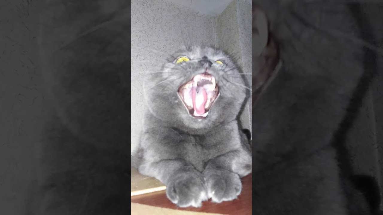 Как подружить котят со взрослой кошкой