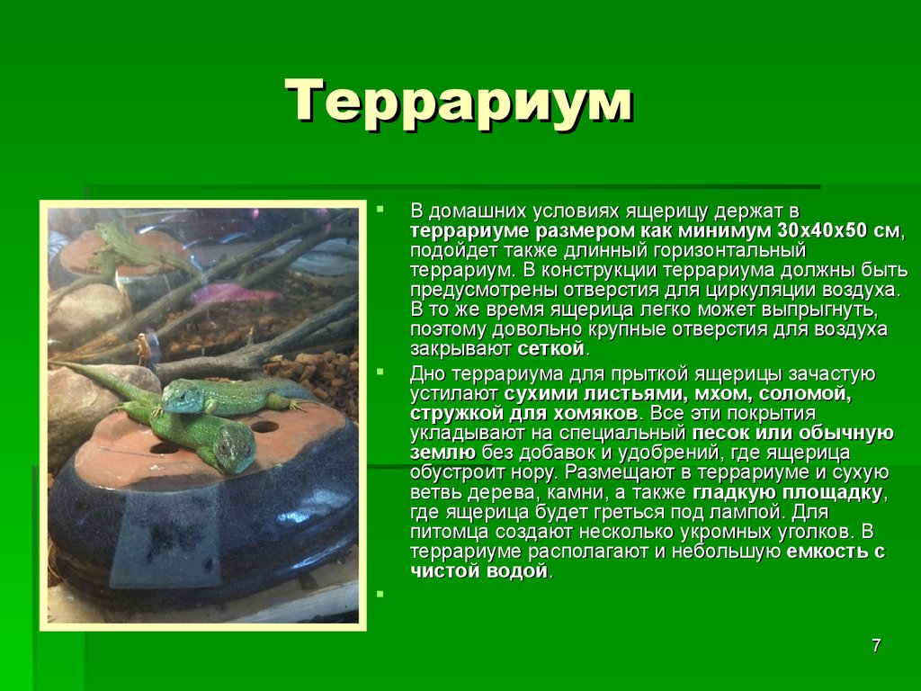 Живородящая ящерица