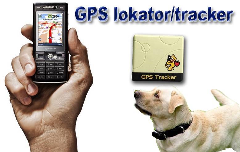 Выбираем ошейник с gps для собак или как не потерять питомца