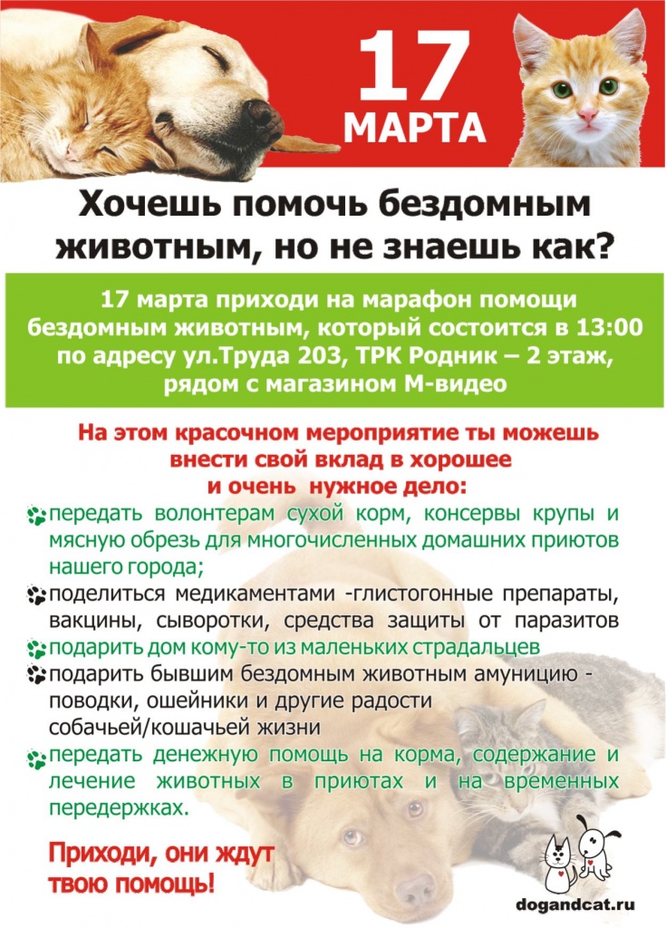 Как правильно вести социальные сети приюта для животных - основы соцсетей - mercy.agency