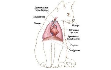 Герпес у кошек: методы диагностики и эффективная терапия