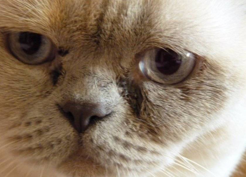О чём говорят выделения тёмного цвета из глаз у кошки?