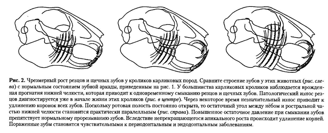 Сколько зубов у кролика, малокклюзия, что делать с длинными зубами