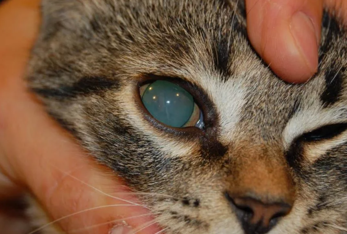 У кота мутные глаза