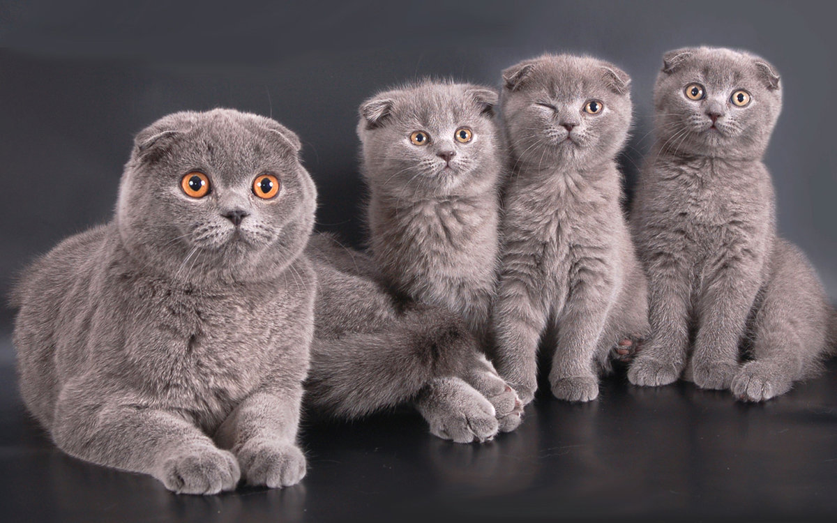 Вислоухие кошки скоттиш-фолд: все о них
