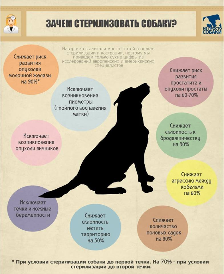 Стерилизация собак: плюсы и минусы, с какого возраста, уход и осложнения после