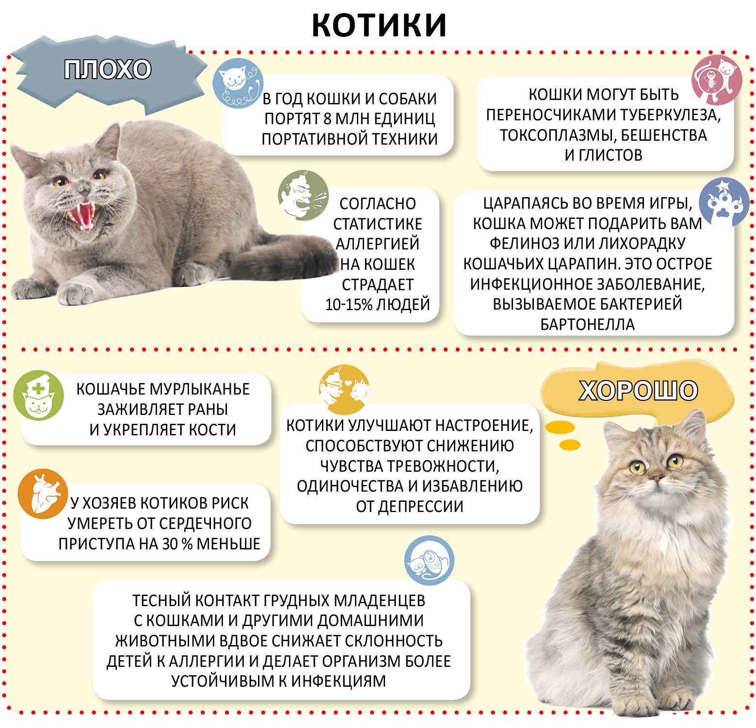 Как кошка переносит котят: негативные последствия
