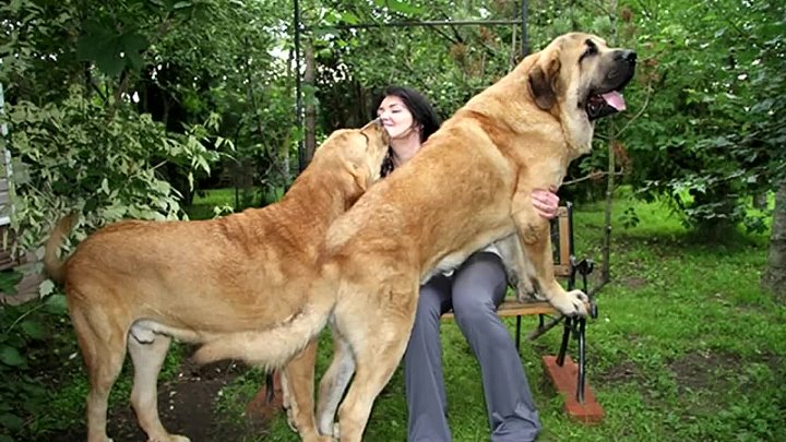 Домашние великаны: большие собаки для квартиры