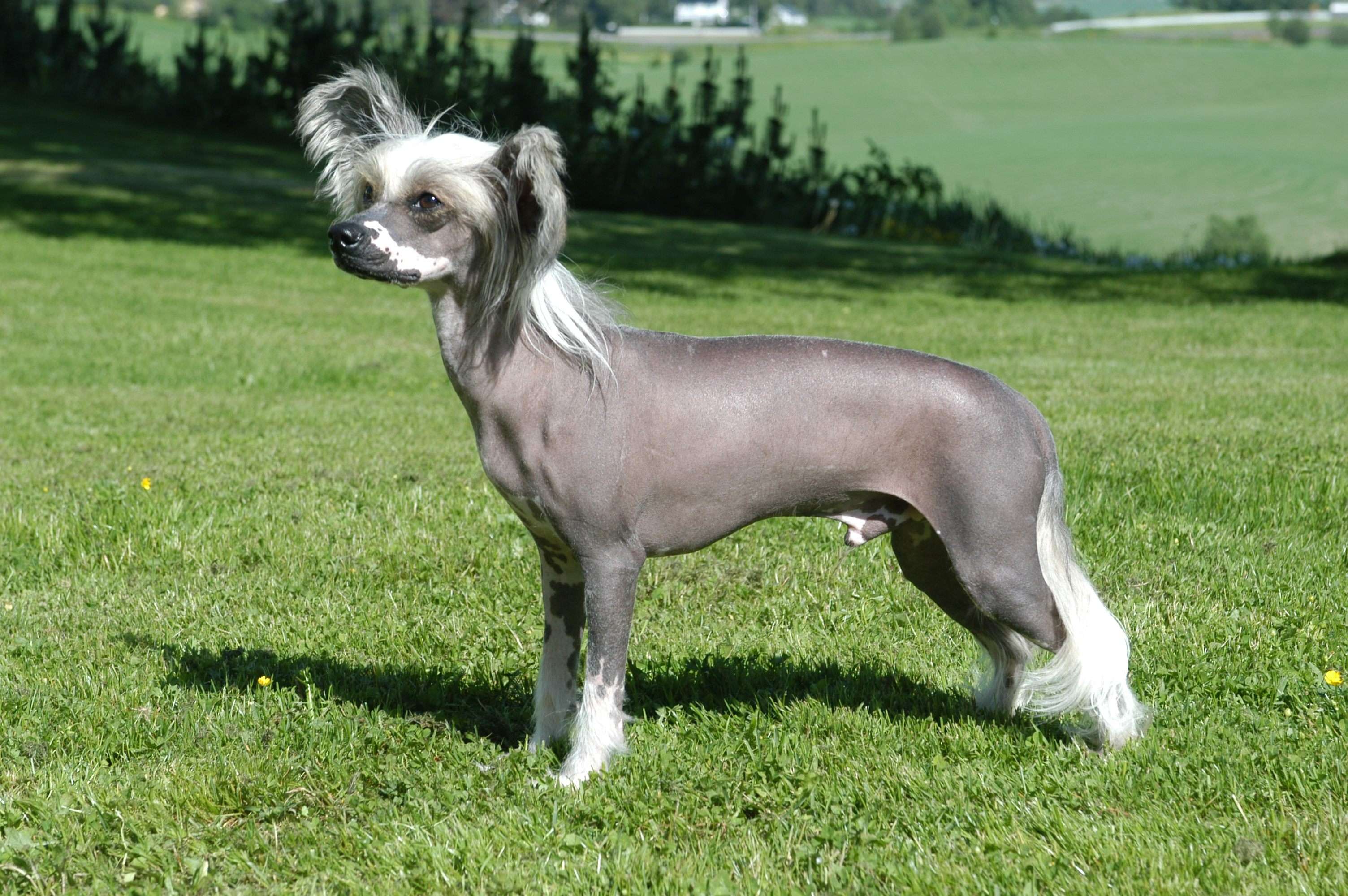 Китайская хохлатая собака — фото, описание породы, особенности голой разновидности