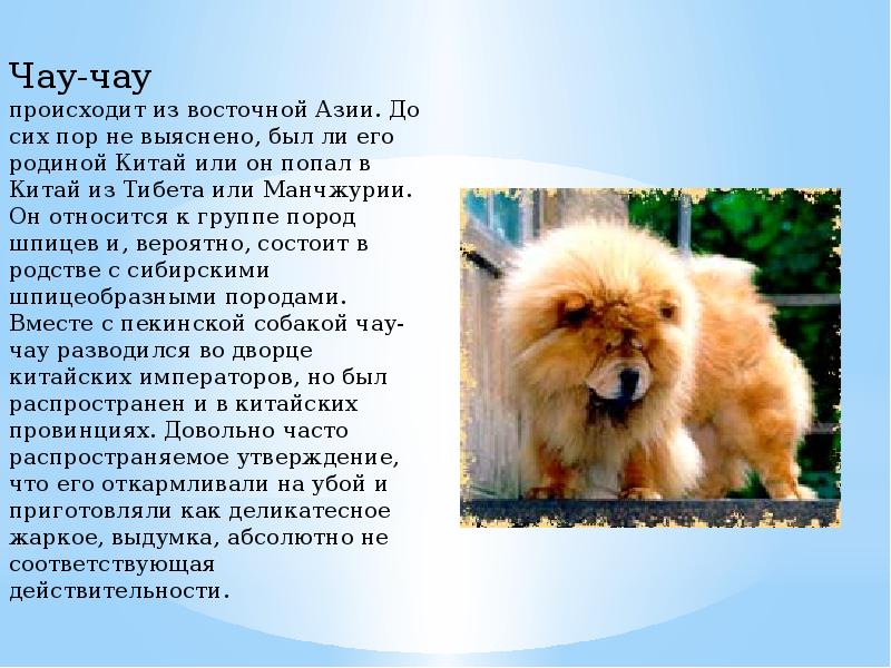 Чау-чау - порода собак, характеристики, особенности, уход