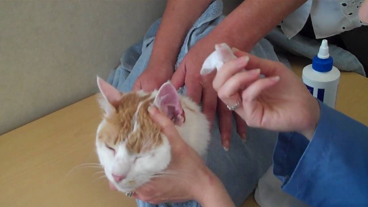 Как почистить уши кошке: процедура в домашних условиях