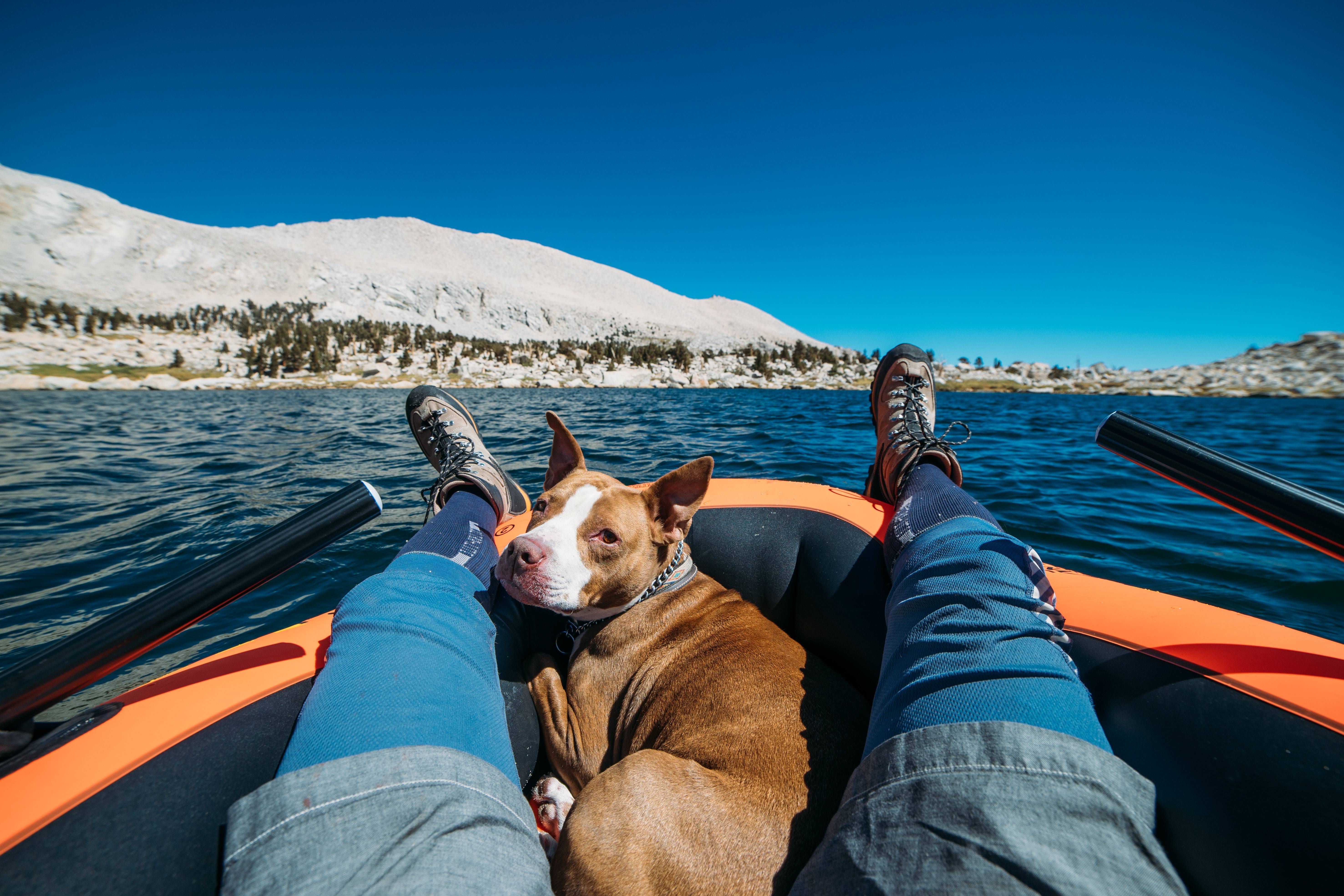 Отдых на море с собакой в 2020 году - куда поехать, как отдохнуть | petguru