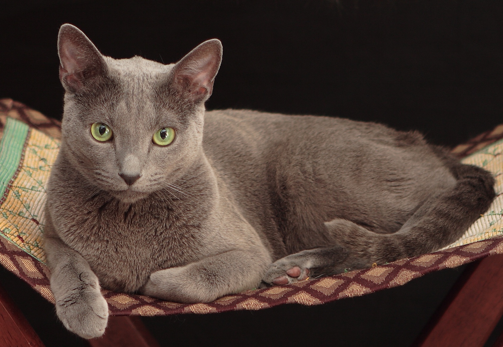 Русская голубая кошка: фото, о породе, характере, здоровье