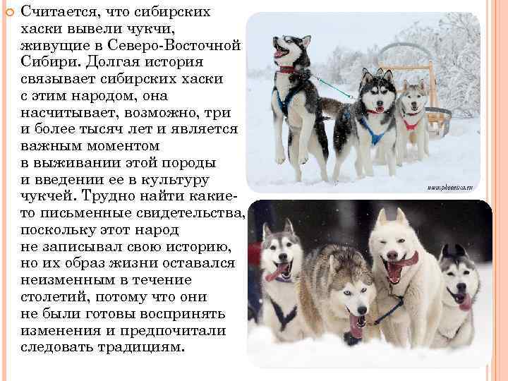 Обзор собак породы сибирская хаски: стандарт, содержание и фото с отзывами