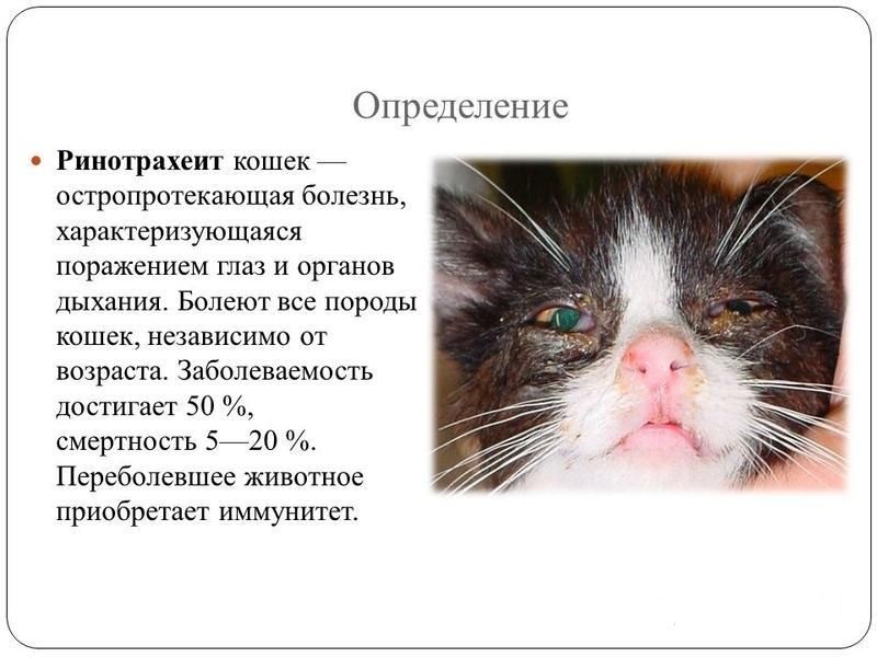 Микоплазмоз у кошек: симптомы и лечение, признаки, фото, анализ
