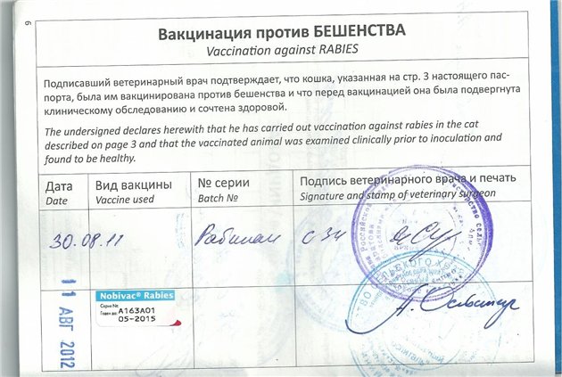 Какие прививки делать котятам и когда делать первую