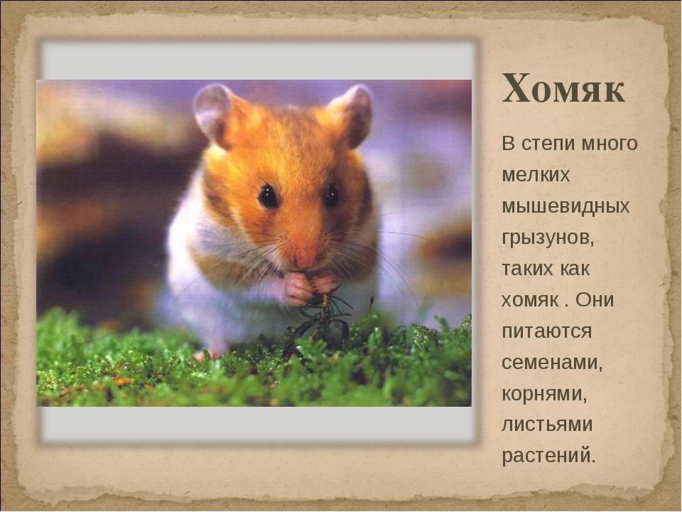 Сочинение про хомяка: рассказ о любимом животном