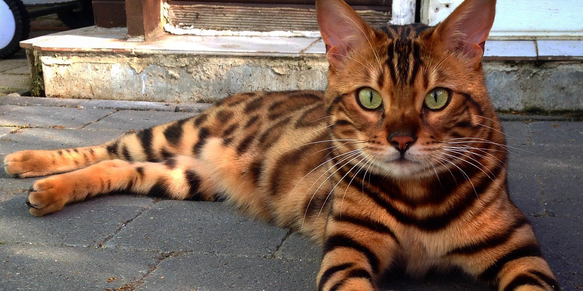 Азиатская леопардовая кошка: усатый охотник из тропиков