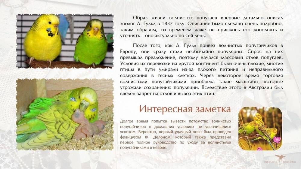 Попугай каик | описание, внешний вид, содержание, продолжительность жизни