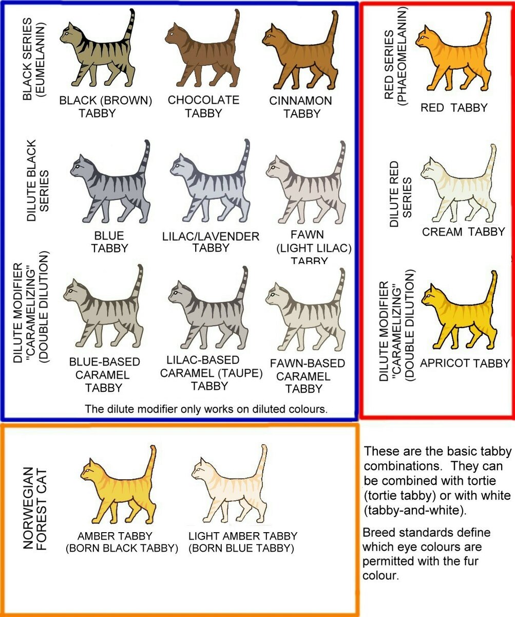 Полосатый кот: характер, породы и народные приметы