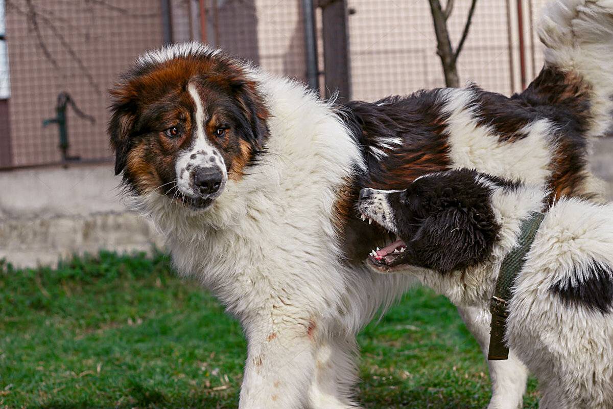 Торньяк: стандарт боснийской породы, особенности содержания и ухода за этими собаками, нюансы выбора щенков, фото и отзывы
