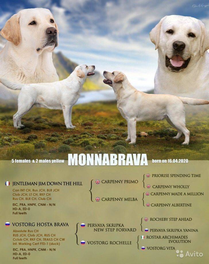 Развитие и набор веса щенков породы лабрадор по месяцам и взрослых собак