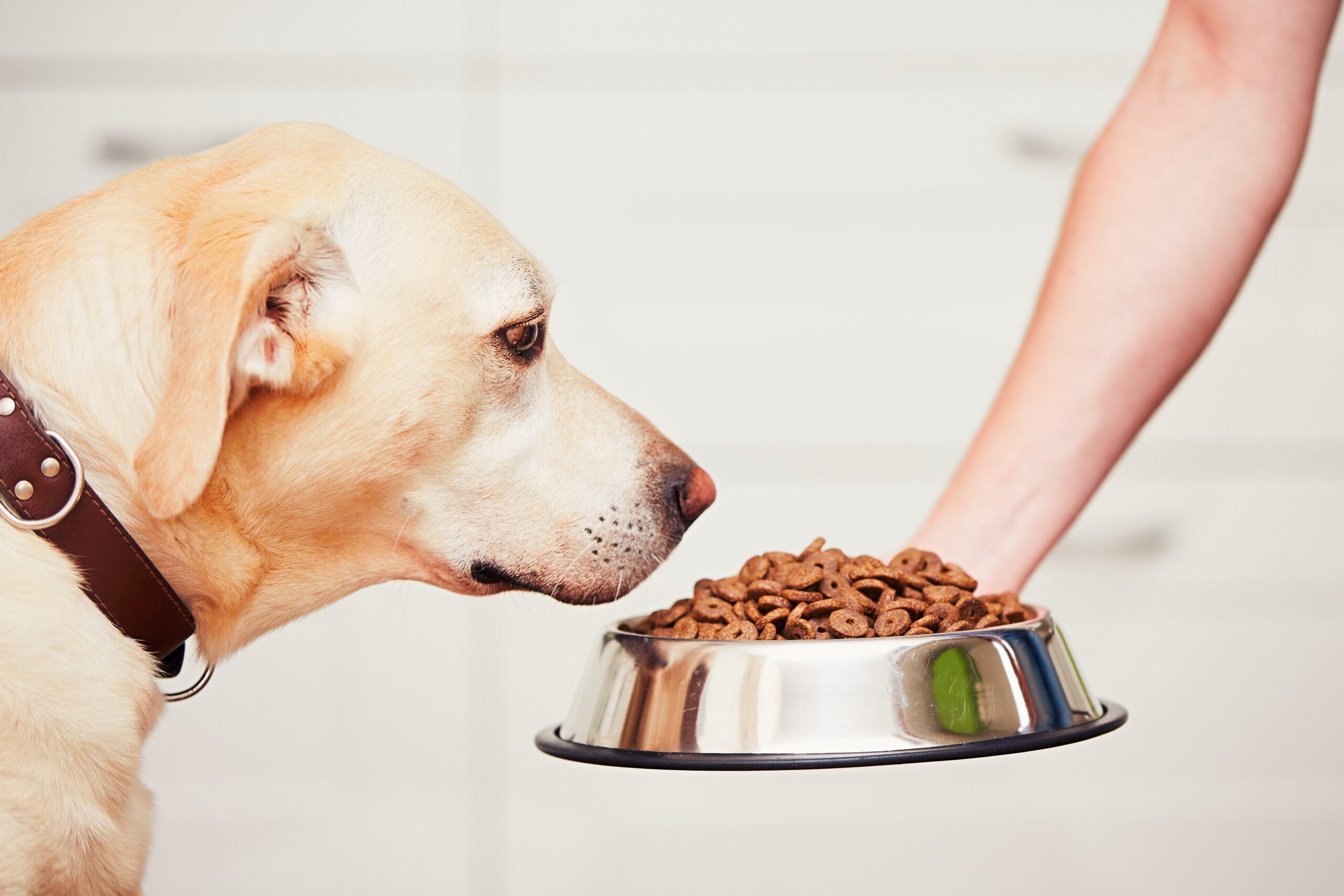 Как правильно гулять с собакой: когда кормить, что взять с собой, чем заняться