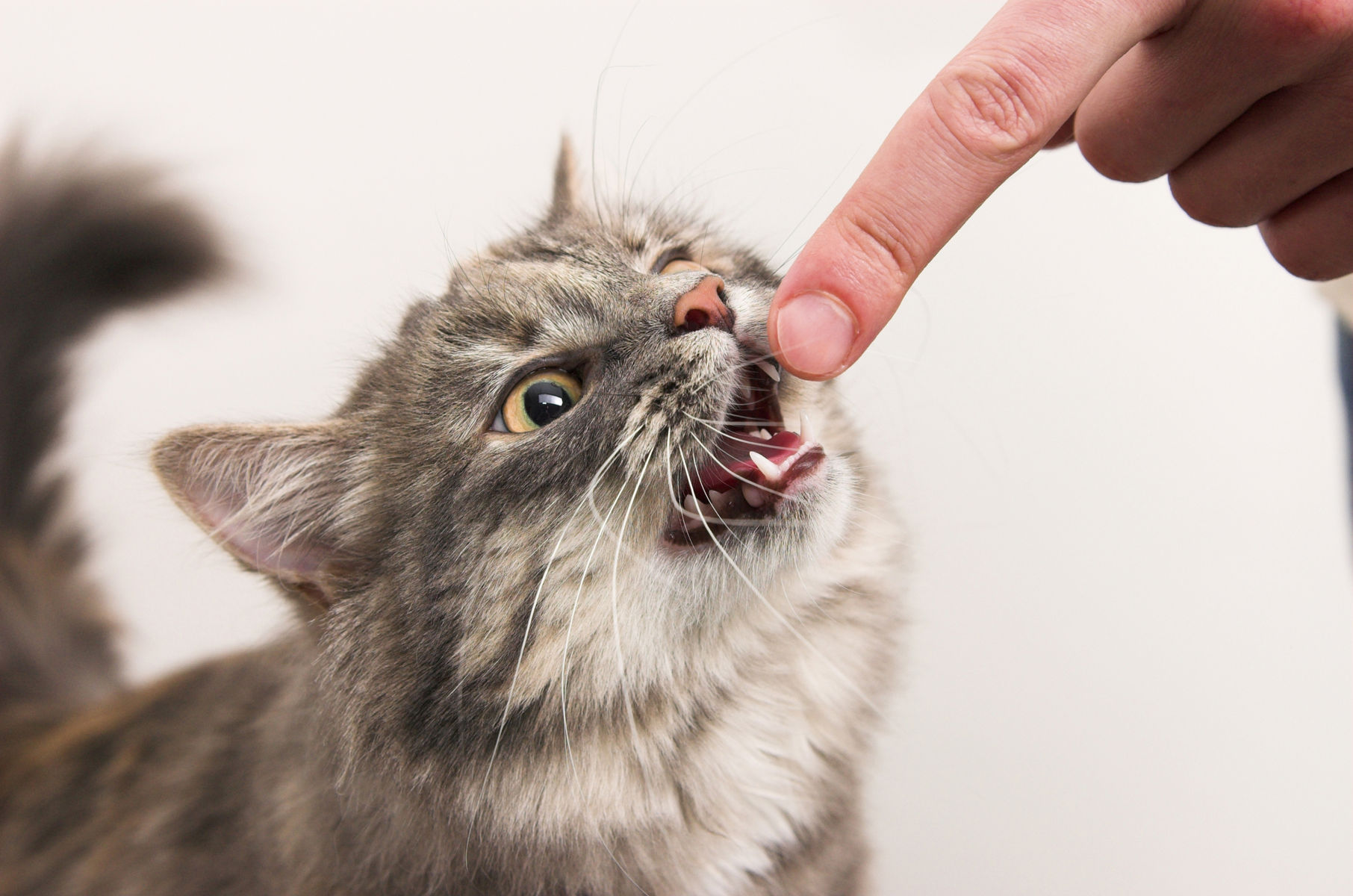 Как отучить кошку кусать руки и ноги: 5 советов - gafki.ru