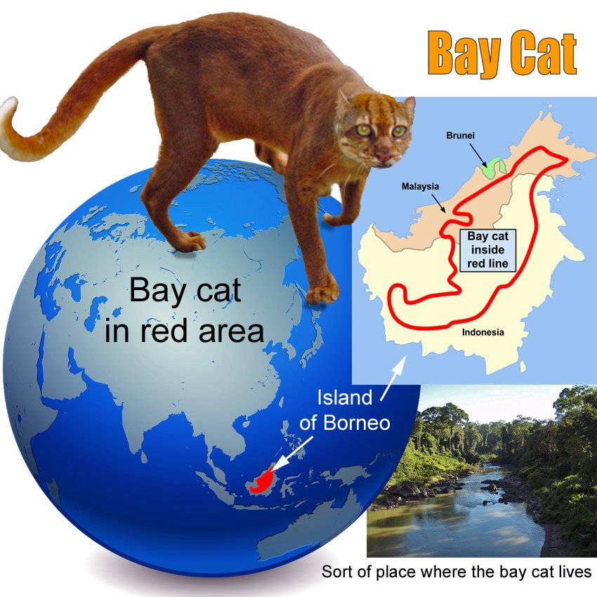 Калимантанская кошка: описание характера и внешности, образ жизни и размножение
