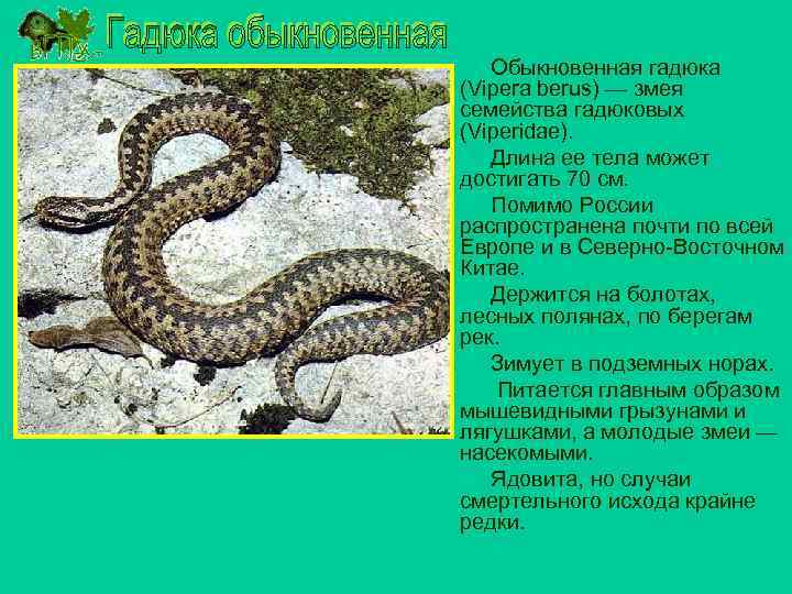 Гадюка обыкновенная таксоны. Гадюка обыкновенная место обитания. Сообщение о гадюке обыкновенной. Змеи семейство гадюковых. Приспособленность обыкновенной гадюка.